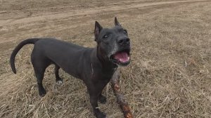 ИДЕАЛЬНАЯ ПРОГУЛКА ДЛЯ ПИТБУЛЯ, 5КМ ЗА ДВЕ МИНУТЫ ВИДЕО. КУПИЛ И УСТАНОВИЛ ДЕТЯМ БАТУТ.