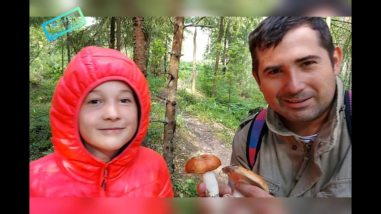 Гигантский подберезовик  нашли в Российском лесу под Лугой он огромный / 2020 / ШОК