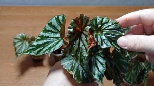 11.06.24. Излишки кейн бегония Ириан Джайя.