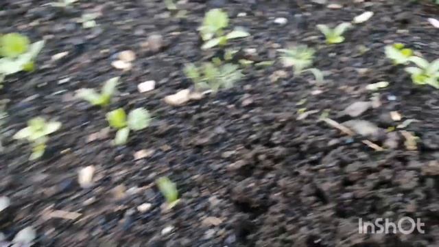 Обзор моего сада-огорода на 02.06.23,на Урале наконец-то дождь! смотреть онлайн