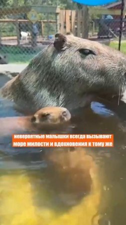 Настоящие звезды сети! Взгляд не отвести: невероятные малыши - ну как это не посмотреть?