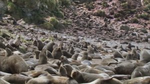 Замерзшая планета (Frozen.Planet). Эпизод 3. Лето.