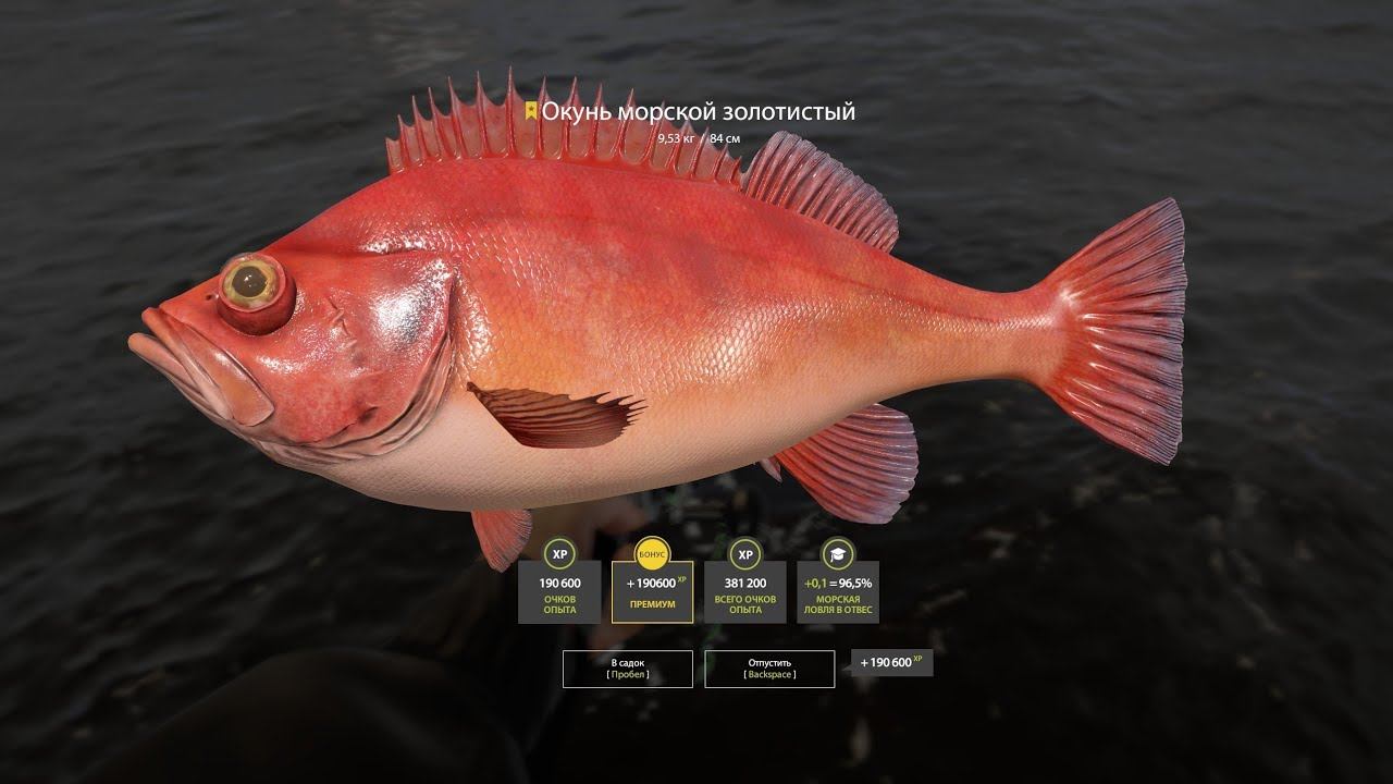 Русская рыбалка 4. Норвежское море. Трофей Окунь морской золотистый. смотреть онлайн