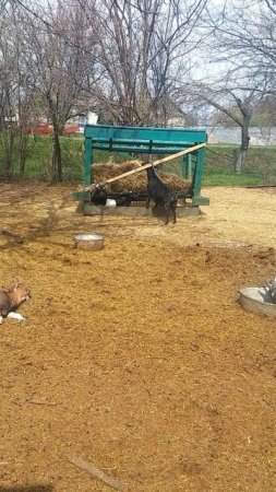 Вот так и ломает камерунская коза кормушку