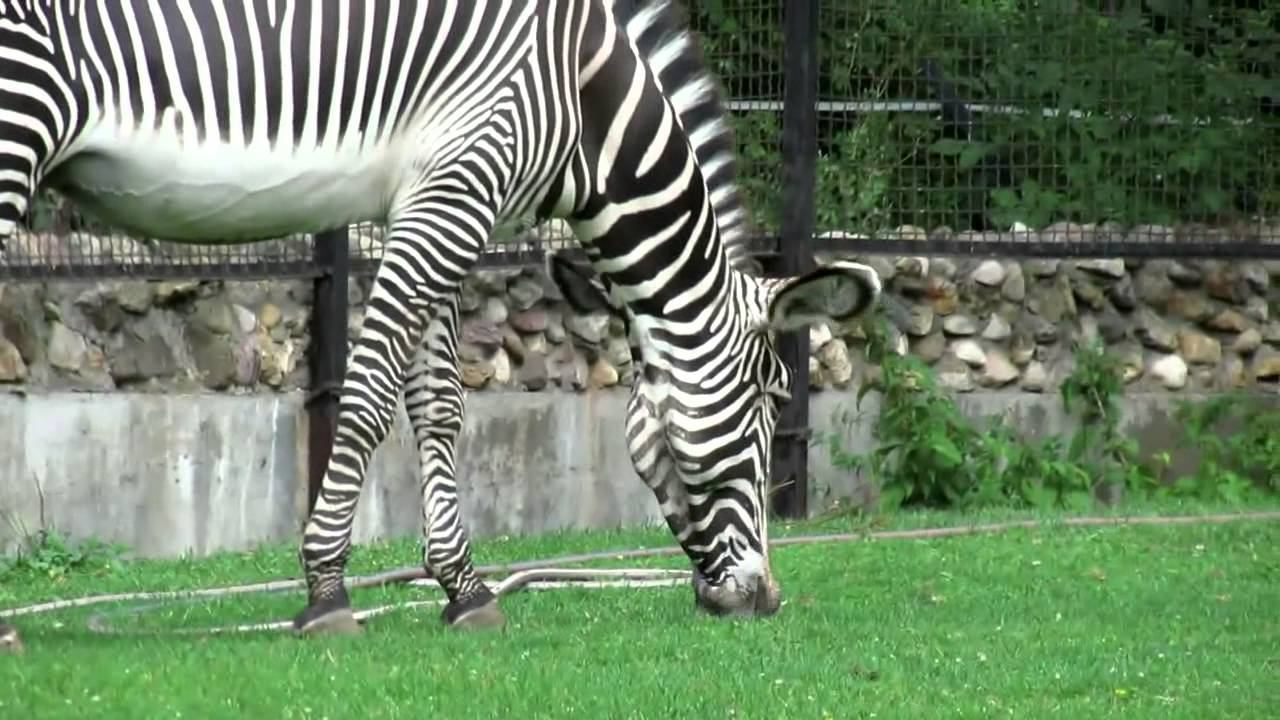 Дикие животные для детей. Развивающая презентация (видео нарезки)