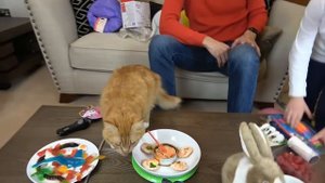 Мистер Макс День Рождения Кошечки Мурки ⧸ 5 этажный дом и Кролик в подарок