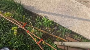 нармировка винограда побегами