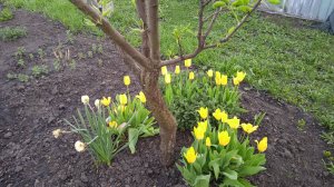 25.4.25г.  Шикарно Цветут ЖЁЛТЫЕ ТЮЛЬПАНЫ!!!   НАРЦИССЫ Отцветают!!!