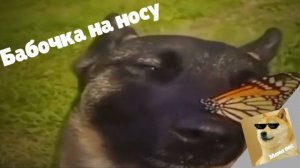 собака с бабочкой на носу🐶🦋