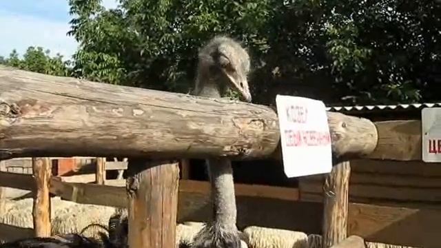 Не верь глазам своим.wmv