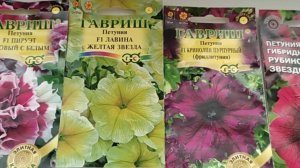Как развиваются Петунии, первый уход