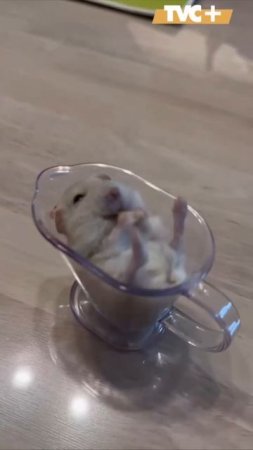 Кроватка для мышонка