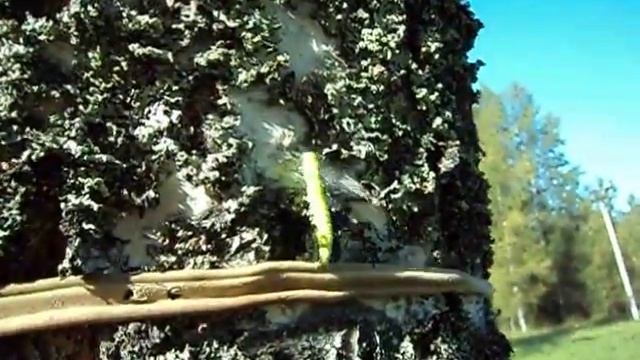 Гусеница на заячьей горе же смотреть онлайн