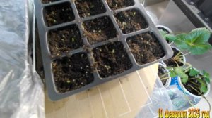 7 соток. Петунья взошла на 2-ой день. В чем секрет хорошей всхожести петуньи? 10 февраля 2025 год