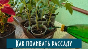 Как правильно поливать рассаду цветов, томатов, перца и не только!