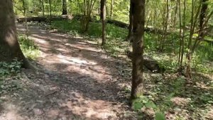 Весенний лес