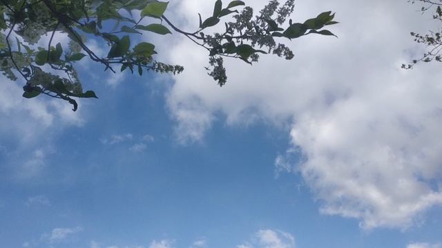 Черёмуховый ветер 🌿
