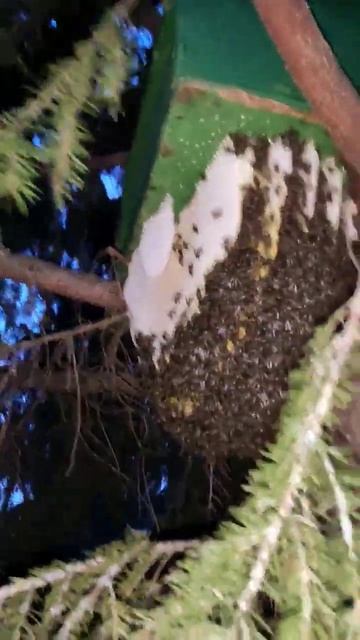 Пчёлы убийцы не спят по ночам 😵😵😵 смотреть онлайн