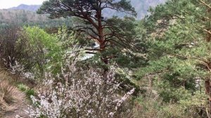 Чемальская козья тропа вдоль Катуни