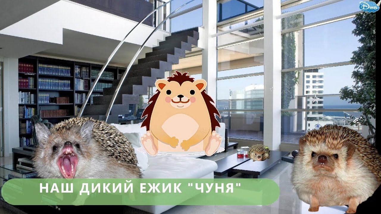 НАШ ДИКИЙ АФРИКАНСКИЙ ЕЖИК / ЧУНЯ / 4К / 2020 смотреть онлайн