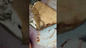 Гриб пытается сбежать с разделочной доски 😁 Хозяин белого гриба в гостях на моей кухне 🪲