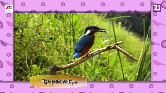 Ким бути: орнітолог смотреть онлайн