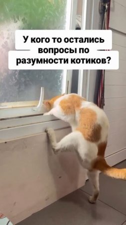 разум кота зашкаливает!