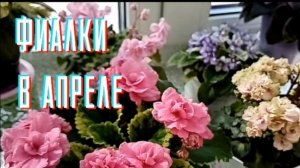 Цветение фиалок в апреле. Красоты вам в ленту.