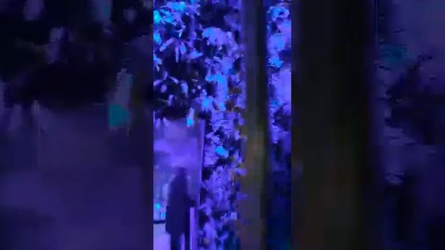 EXPO2020 DUBAI PAVILION SINGAPORE ЭКСПО 2020 ДУБАЙ ПАВИЛЬОН СИНГАПУР