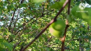 27 апреля, очередные погодные качели, но растения держаться