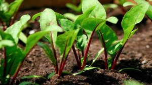 Как ПОСЕЯТЬ СВЁКЛУ ВЕСНОЙ чтобы урожай порадовал. УХОД и ПОЛЕЗНЫЕ СОВЕТЫ