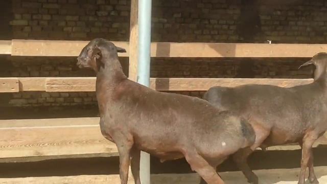 Гиссар Каштан кошкарлар 2-3 жасар адрес:Ташкент  998670442