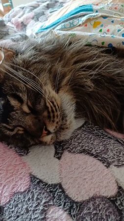 Мы спим. #котофейка #сева #животные #котик #мейнкун #котики #кот #смешное  #котопозитив #мои_коты