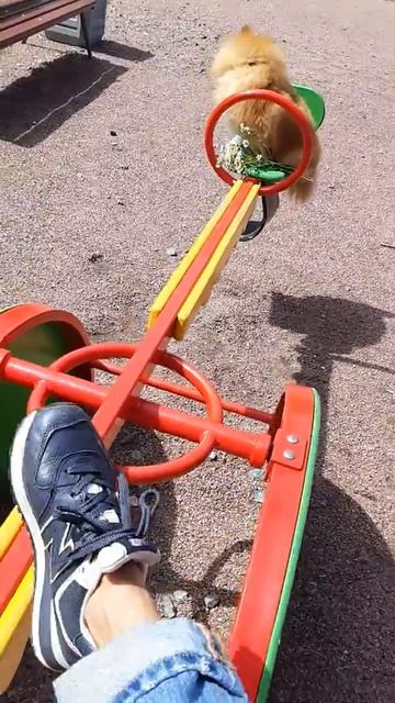 Шпиц на прогулке смотреть онлайн