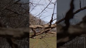 1000324623.mp4 НАЛЬЧИК 26.03.24. Удивительное дерево в Атажукинском саду