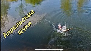 Щуки на Mifine ILLUSION SLASH XUL