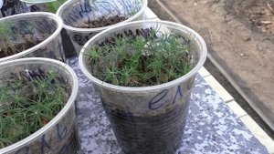 Елке три месяца