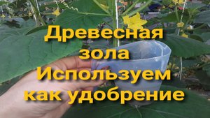 Древесная зола как подкормка #землядел