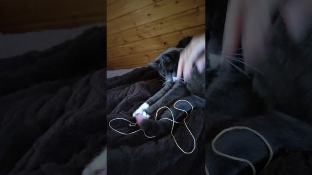 Кошачьи игры.