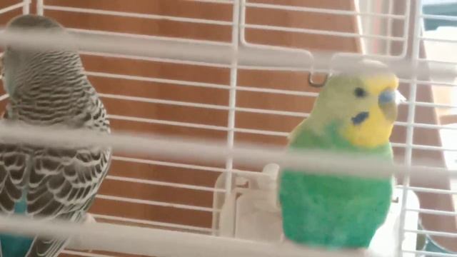 video5219735795631417593