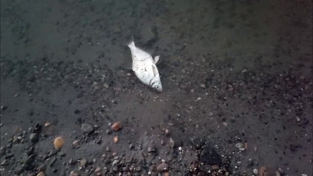 ТРОФЕЙНЫЙ СУДАК НА РЕЗИНКУ смотреть онлайн