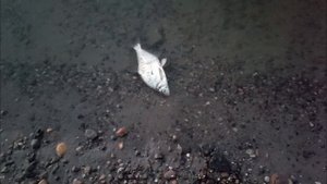 ТРОФЕЙНЫЙ СУДАК НА РЕЗИНКУ