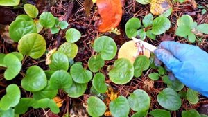 В лес за грибами ! Иркутск Мельничная падь...