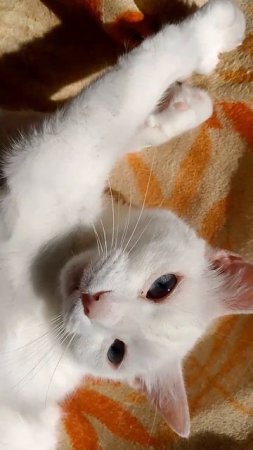 Коша тащится
