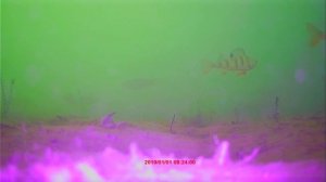 Подводный мир  такой интересный