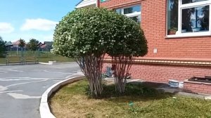 Обрезка чубушника в форму лесной гриб