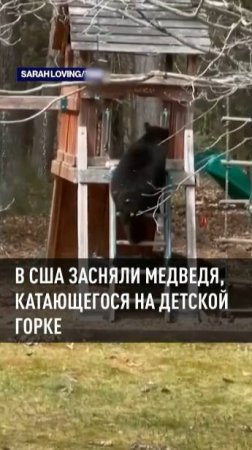 Игривый медведь скатывается с детской горки в США
