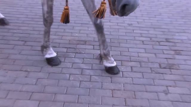 Wedding Жанна и Никита