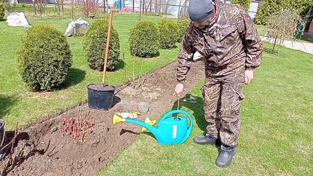 ПИОНЫ. Первая подкормка  для мощного цветения🍼