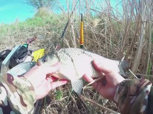 Весенняя рыбалка на поплавок!!! Бешеный клев карася на реке Донская Царица!!!